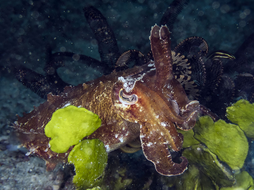 Ascarosepion latimanus